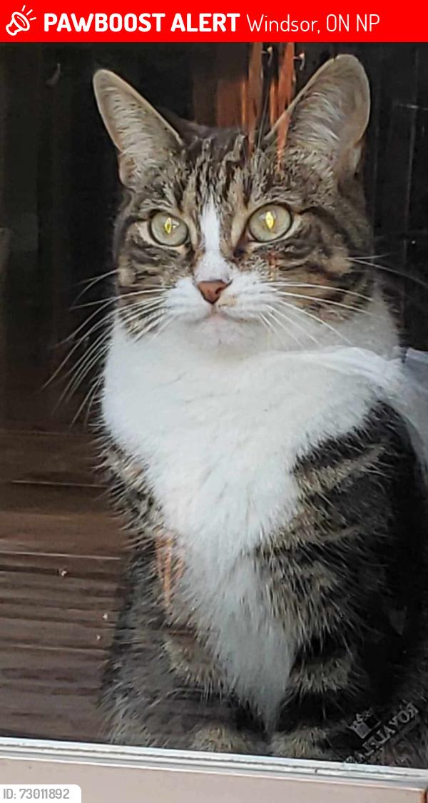 Lost Female Cat last seen Boulder Cresent & Radcliffe Windsor Ontario Bordering Tecumseh, may have been sighted on Gautier June 13, Windsor, ON N8P
