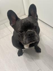 Lost Male Dog last seen Laurel elementary school , Oakland, CA 94619
