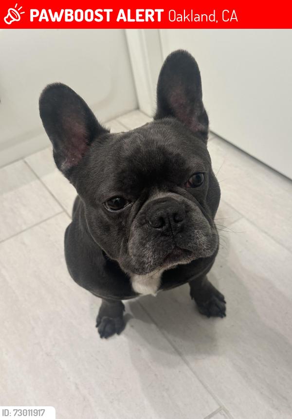 Lost Male Dog last seen Laurel elementary school , Oakland, CA 94619