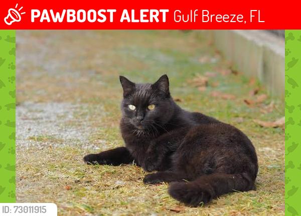 Lost Female Cat last seen Tiger point park, Gulf Breeze, FL 32563