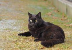 Lost Female Cat last seen Tiger point park, Gulf Breeze, FL 32563
