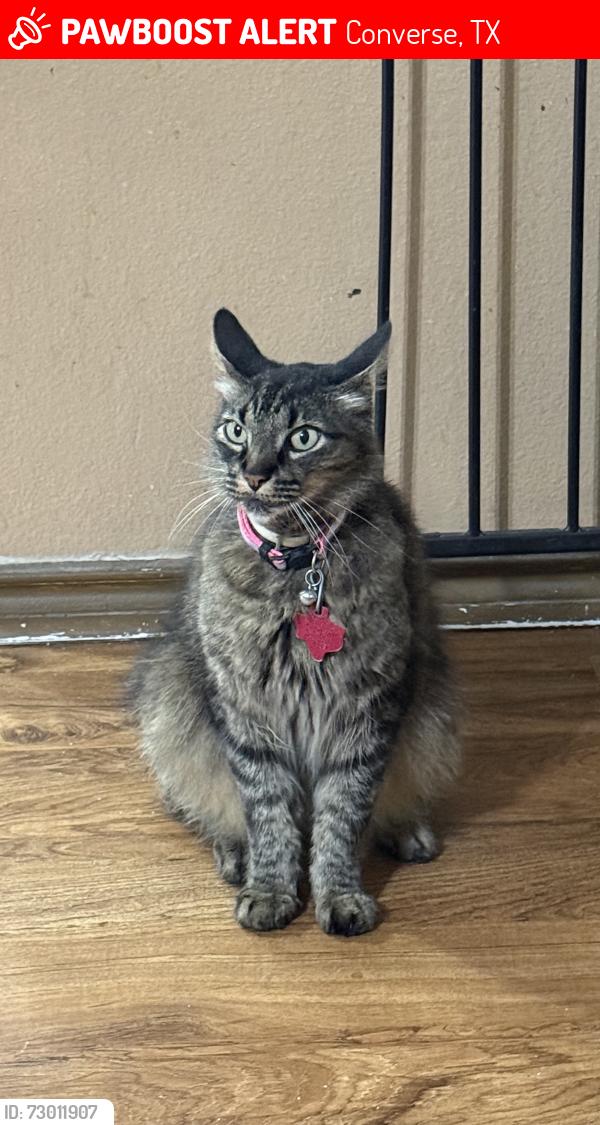 Lost Female Cat last seen Belmede Ct & Talkenhorn, Converse, TX 78109