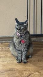Lost Female Cat last seen Belmede Ct & Talkenhorn, Converse, TX 78109
