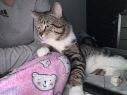 Lost Male Cat last seen Muhlenberg twp area, Reading, PA 19605