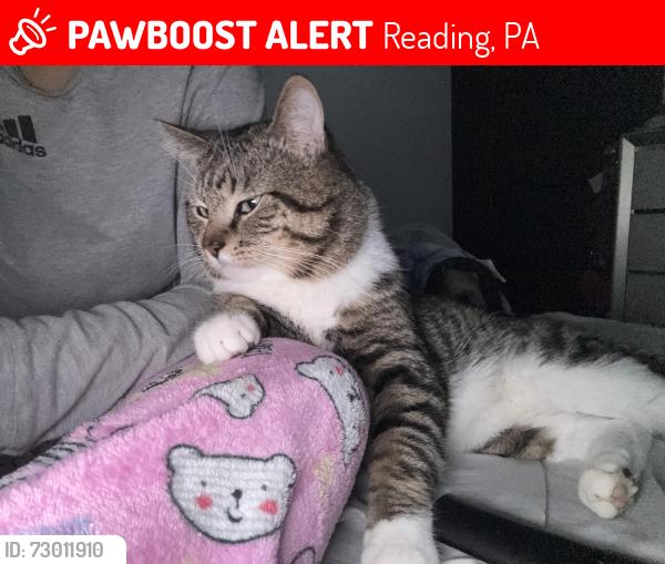 Lost Male Cat last seen Muhlenberg twp area, Reading, PA 19605