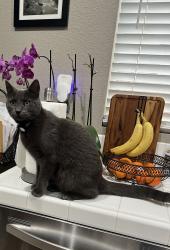 Lost Male Cat last seen Fairway and manning st. , Yucaipa, CA 92399