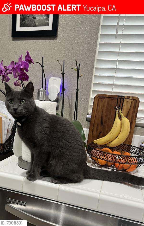 Lost Male Cat last seen Fairway and manning st. , Yucaipa, CA 92399