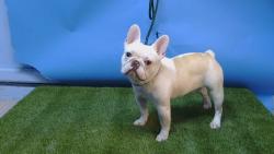 Shelter Stray Male Dog last seen , 216 W Victoria St, Gardena, CA 90248, USA