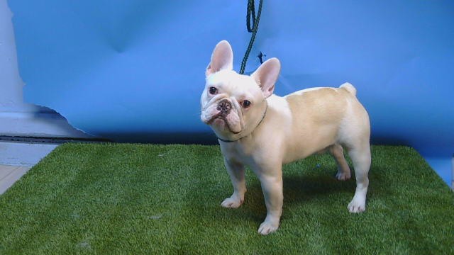 Shelter Stray Male Dog last seen , 216 W Victoria St, Gardena, CA 90248, USA