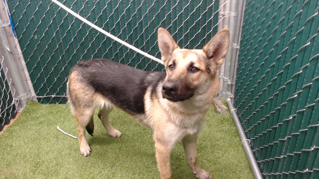 Shelter Stray Female Dog last seen , 11258 Garfield Ave, Downey, CA 90242, USA