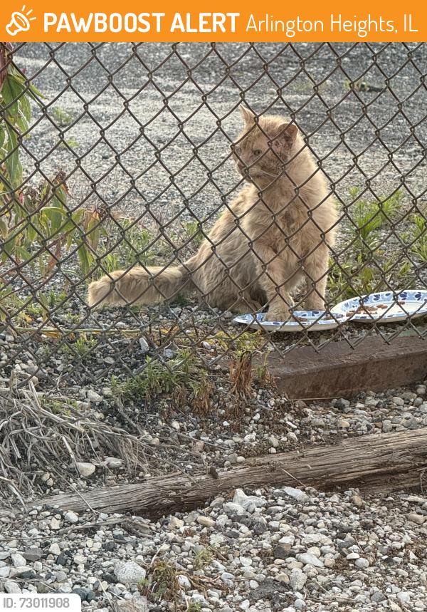 Found/Stray Unknown Cat last seen Hickory and Kensington, Arlington Heights, IL 60005