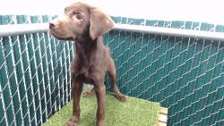 Shelter Stray Male Dog last seen , 11258 Garfield Ave, Downey, CA 90242, USA