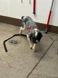 Shelter Stray Male Dog last seen , 4000 N Silverbell Rd, Tucson, AZ 85745, USA