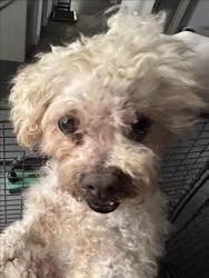 Shelter Stray Female Dog last seen , 1850 W 60th St, Los Angeles, CA 90047, USA