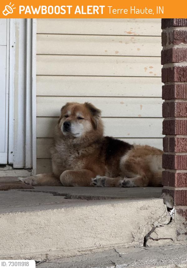 Found/Stray Unknown Dog last seen Kroger on Wabash, Terre Haute, IN 47803