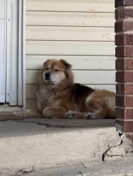 Found/Stray Unknown Dog last seen Kroger on Wabash, Terre Haute, IN 47803