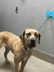Shelter Stray Male Dog last seen Near BLOCK ARBORWOOD WAY, LAS VEGAS NV 89142, 655 N Mojave Rd, Las Vegas, NV 89101, USA
