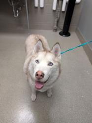Shelter Stray Female Dog last seen Near BLOCK LENORA DR, LAS VEGAS NV 89122, 655 N Mojave Rd, Las Vegas, NV 89101, USA