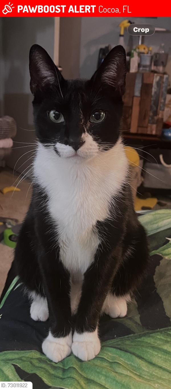 Lost Male Cat last seen Home, Cocoa, FL 32926