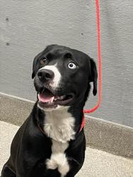 Shelter Stray Male Dog last seen Near BLOCK ROCK SPRINGS, 655 N Mojave Rd, Las Vegas, NV 89101, USA