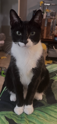 Lost Male Cat last seen Home, Cocoa, FL 32926