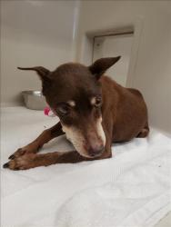Shelter Stray Female Dog last seen LAMB AND 215, 655 N Mojave Rd, Las Vegas, NV 89101, USA