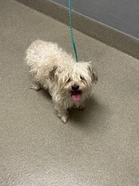 Shelter Stray Male Dog last seen Near BLOCK MCCARRAN ST, NORTH LAS VEGAS NV 89030, 655 N Mojave Rd, Las Vegas, NV 89101, USA