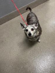 Shelter Stray Male Dog last seen Near BLOCK MCCARRAN ST, NORTH LAS VEGAS NV 89030, 655 N Mojave Rd, Las Vegas, NV 89101, USA
