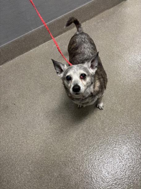 Shelter Stray Male Dog last seen Near BLOCK MCCARRAN ST, NORTH LAS VEGAS NV 89030, 655 N Mojave Rd, Las Vegas, NV 89101, USA