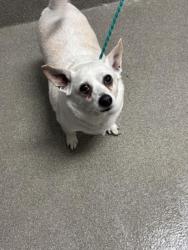 Shelter Stray Male Dog last seen Near BLOCK MCCARRAN ST, NORTH LAS VEGAS NV 89030, 655 N Mojave Rd, Las Vegas, NV 89101, USA
