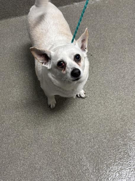 Shelter Stray Male Dog last seen Near BLOCK MCCARRAN ST, NORTH LAS VEGAS NV 89030, 655 N Mojave Rd, Las Vegas, NV 89101, USA