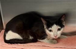 Shelter Stray Female Cat last seen , 11361 W Pico Blvd, Los Angeles, CA 90064, USA