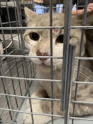Shelter Stray Male Cat last seen Near BLOCK PATRIOTIC LN, NORTH LAS VEGAS NV 89032, 655 N Mojave Rd, Las Vegas, NV 89101, USA