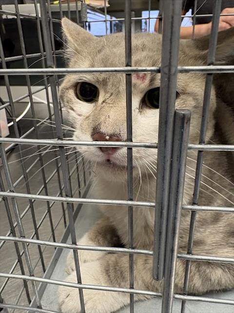 Shelter Stray Male Cat last seen Near BLOCK PATRIOTIC LN, NORTH LAS VEGAS NV 89032, 655 N Mojave Rd, Las Vegas, NV 89101, USA