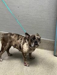 Shelter Stray Female Dog last seen Near BLOCK BOULDER HWY, LAS VEGAS NV 89122, 655 N Mojave Rd, Las Vegas, NV 89101, USA