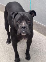 Shelter Stray Female Dog last seen Near BLOCK STEPHANIE ST, LAS VEGAS NV 89122, 655 N Mojave Rd, Las Vegas, NV 89101, USA