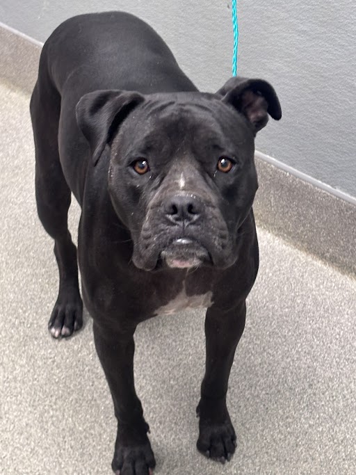 Shelter Stray Female Dog last seen Near BLOCK STEPHANIE ST, LAS VEGAS NV 89122, 655 N Mojave Rd, Las Vegas, NV 89101, USA
