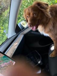 Reunited Unknown Dog last seen Spencer Ave, Sausalito, CA 94965