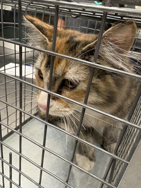 Shelter Stray Female Cat last seen Near BLOCK OF H ST, 655 N Mojave Rd, Las Vegas, NV 89101, USA