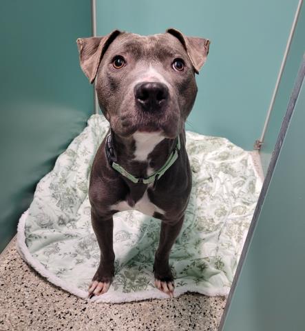 Shelter Stray Male Dog last seen FRENCH ST/SHOWEMAKER DETROIT MI 48214, 7401 Chrysler Dr, Detroit, MI 48211, USA