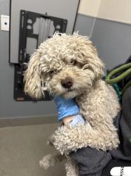 Shelter Stray Male Dog last seen Near BLOCK PONTIAC AVE, NORTH LAS VEGAS NV 89030, 655 N Mojave Rd, Las Vegas, NV 89101, USA