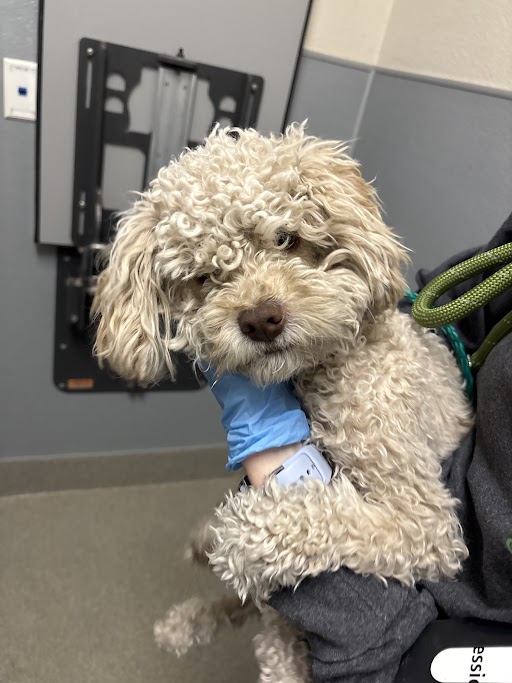 Shelter Stray Male Dog last seen Near BLOCK PONTIAC AVE, NORTH LAS VEGAS NV 89030, 655 N Mojave Rd, Las Vegas, NV 89101, USA