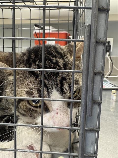 Shelter Stray Male Cat last seen Near BLOCK SKY BIRCH CT, LAS VEGAS NV 89147, 655 N Mojave Rd, Las Vegas, NV 89101, USA