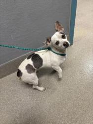 Shelter Stray Male Dog last seen Near BLOCK CIVIC CENTER DR, NORTH LAS VEGAS NV 89030, 655 N Mojave Rd, Las Vegas, NV 89101, USA