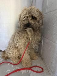 Shelter Stray Male Dog last seen WINTERHAVEN AVE & NORTHGATE BLVD, 2127 Front St, Sacramento, CA 95818, USA