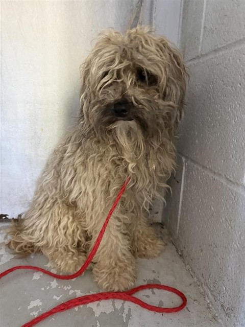 Shelter Stray Male Dog last seen WINTERHAVEN AVE & NORTHGATE BLVD, 2127 Front St, Sacramento, CA 95818, USA