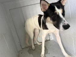 Shelter Stray Female Dog last seen FRONT ST & L ST, 2127 Front St, Sacramento, CA 95818, USA