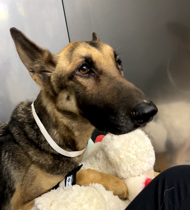 Shelter Stray Female Dog last seen , 3201 Lacy St, Los Angeles, CA 90031, USA