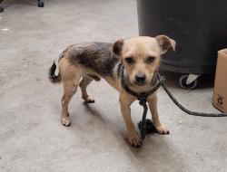 Shelter Stray Male Dog last seen , 3201 Lacy St, Los Angeles, CA 90031, USA
