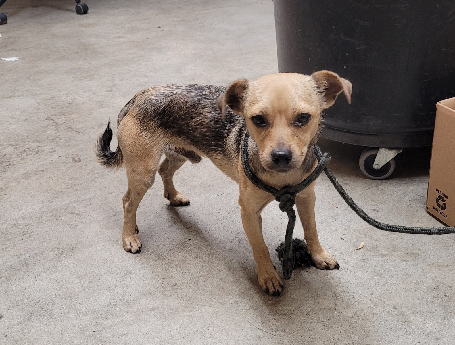 Shelter Stray Male Dog last seen , 3201 Lacy St, Los Angeles, CA 90031, USA